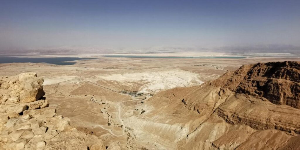 דקל תמונה 4