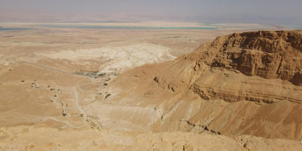 דקל תמונה 2