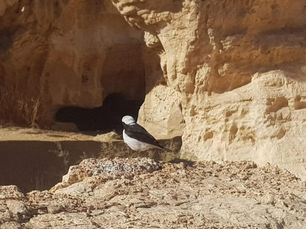 שקיעות מדבר תמונה 2