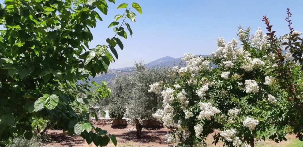 Sanabl Druze Hospitality תמונה 3