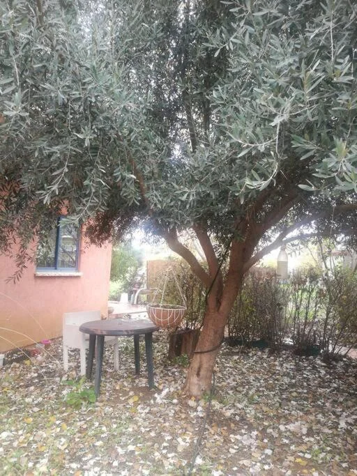 סוויטת הפקאן תמונה 3